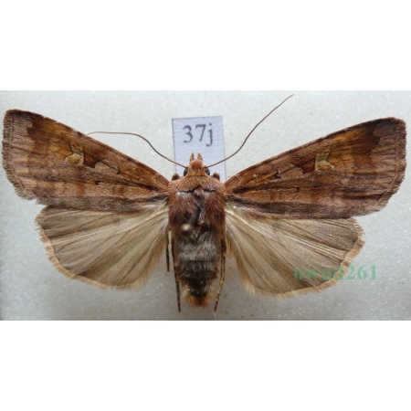 Diarsia brunnea (Denis & Schiffermüller, 1775) Rolnica brunatna Czech37j